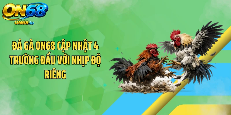 Đá gà ON68 cập nhật 4 trường đấu với nhịp độ riêng
